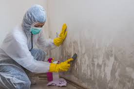  , USA Mold Removal Pros